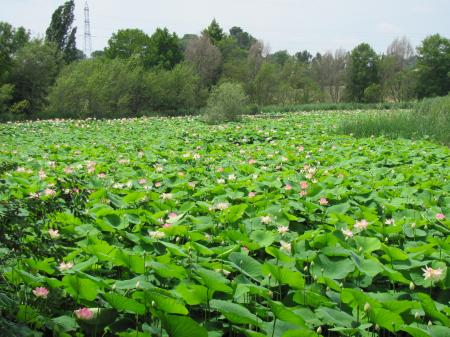 L'étang recouvert de lotus...