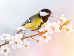 les-oiseaux-chantent-le-printemps.jpg